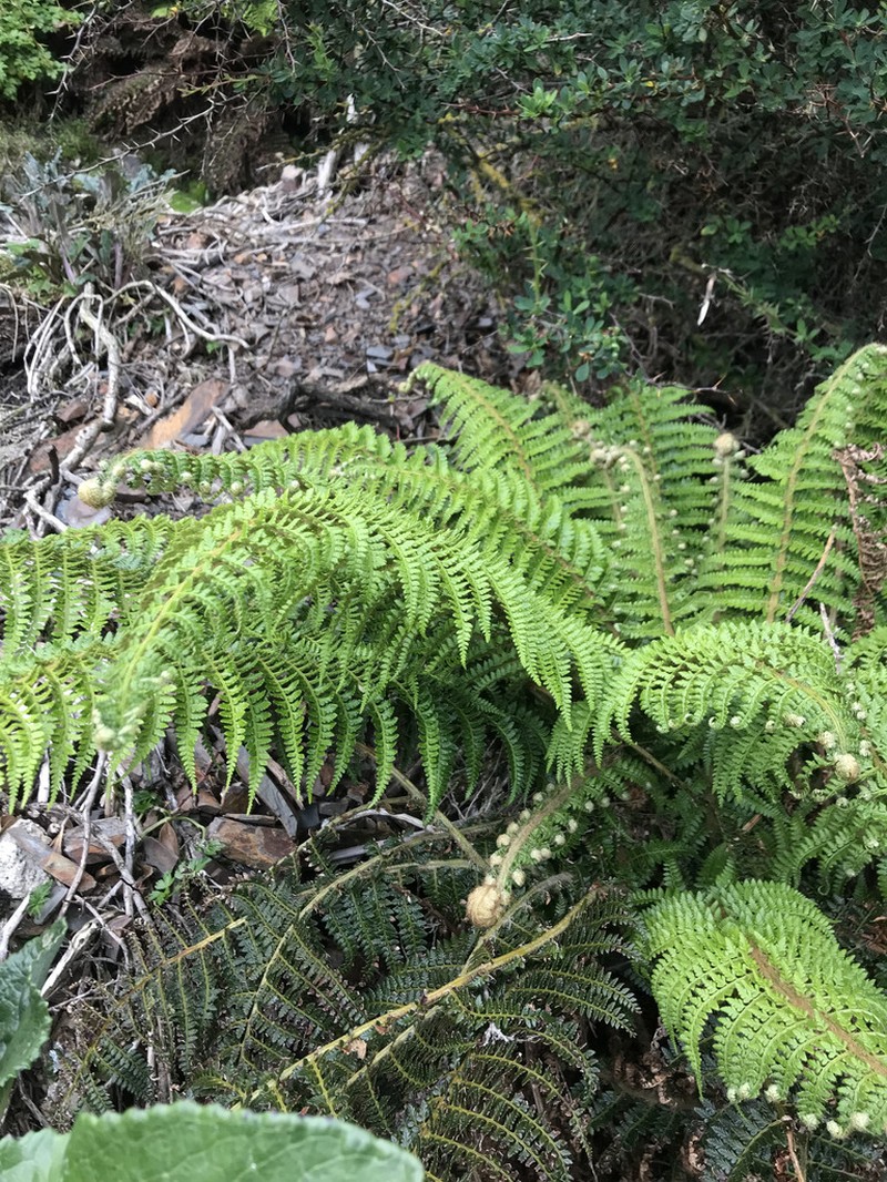 Polystichum multifidum