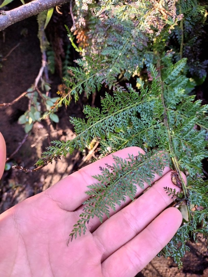 Polystichum multifidum photo 2