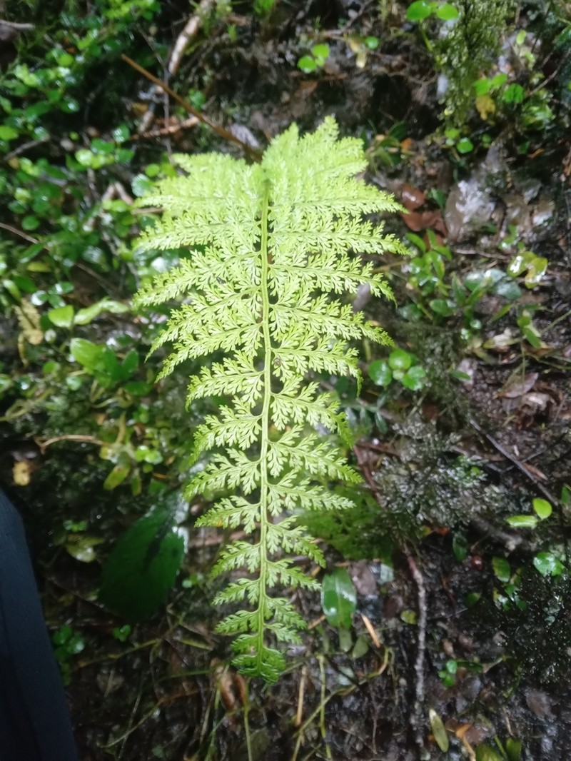 Polystichum multifidum photo 3