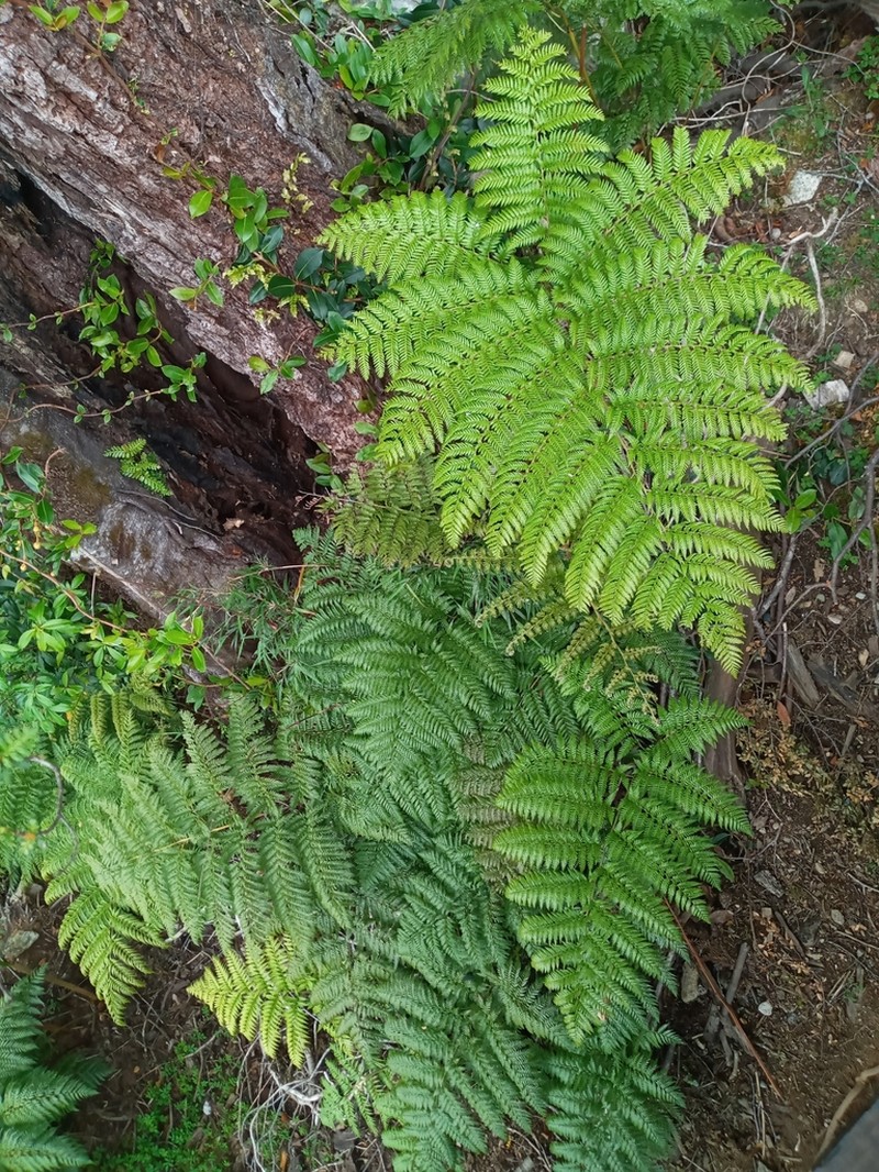 Polystichum multifidum photo 4