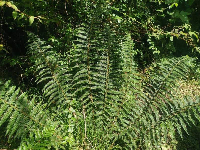 Polystichum multifidum photo 5