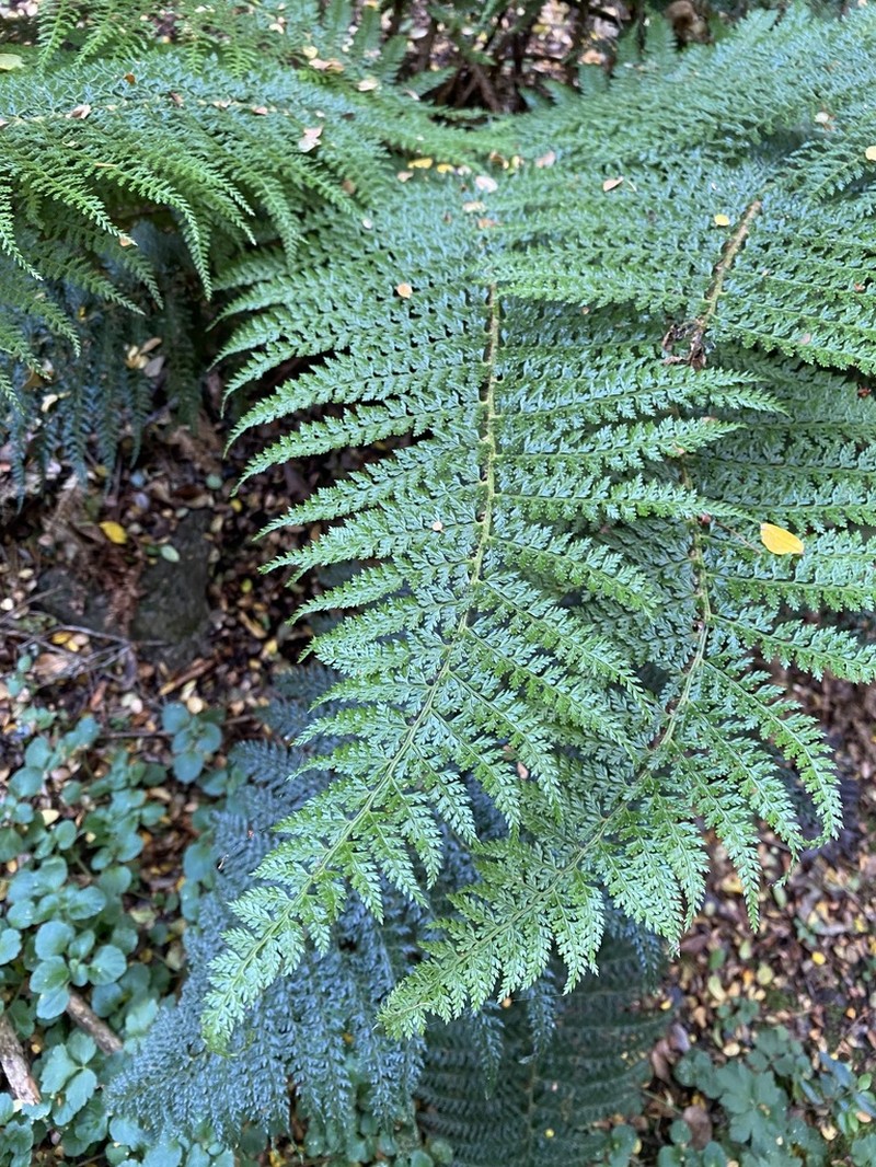 Polystichum multifidum photo 6