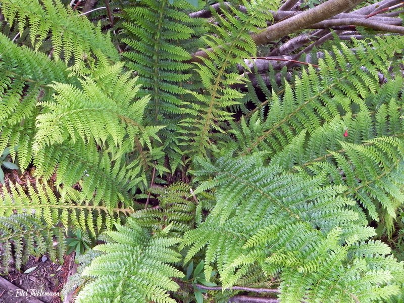 Polystichum multifidum photo 7