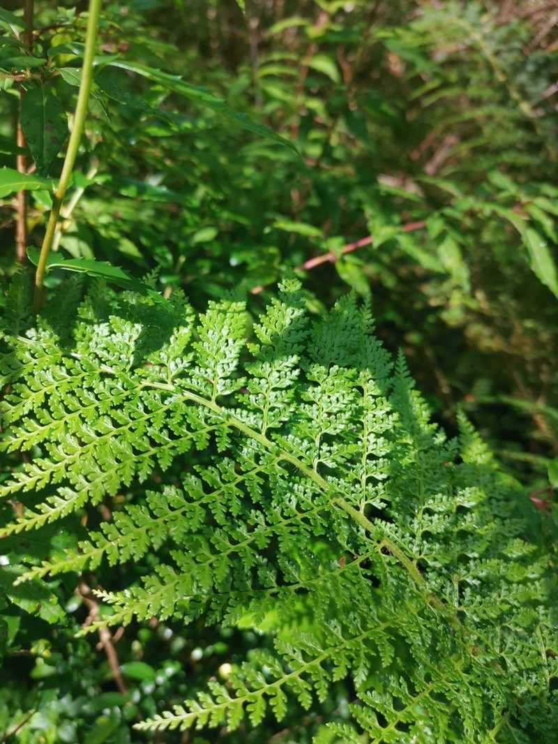 Polystichum multifidum photo 8