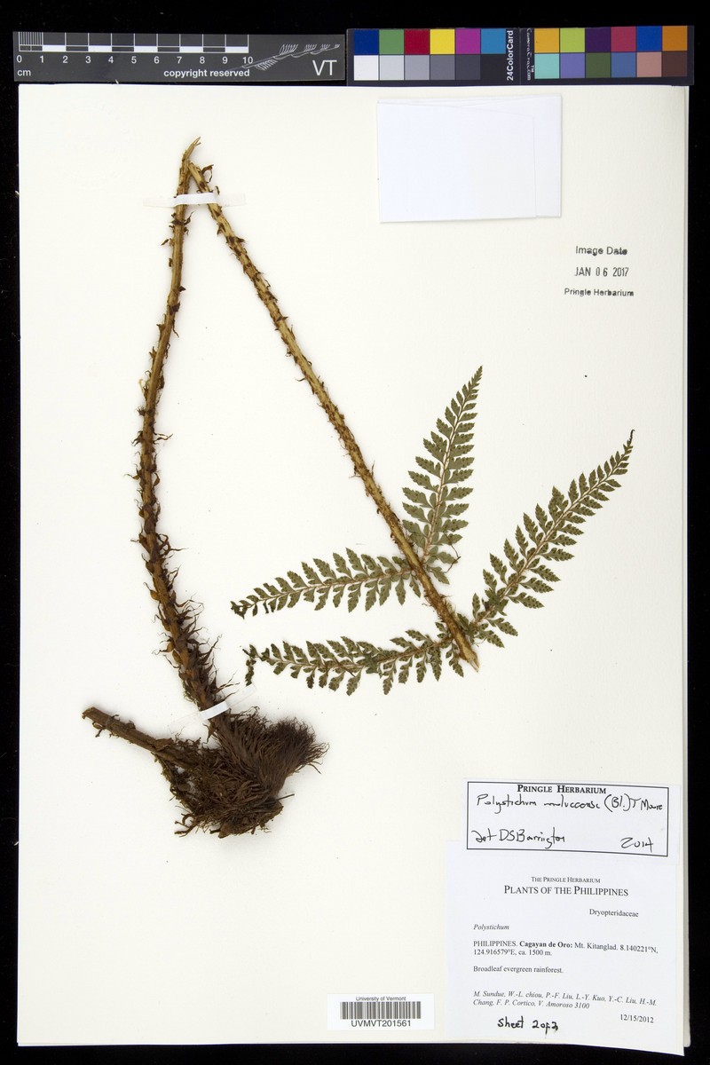 Polystichum mulunense
