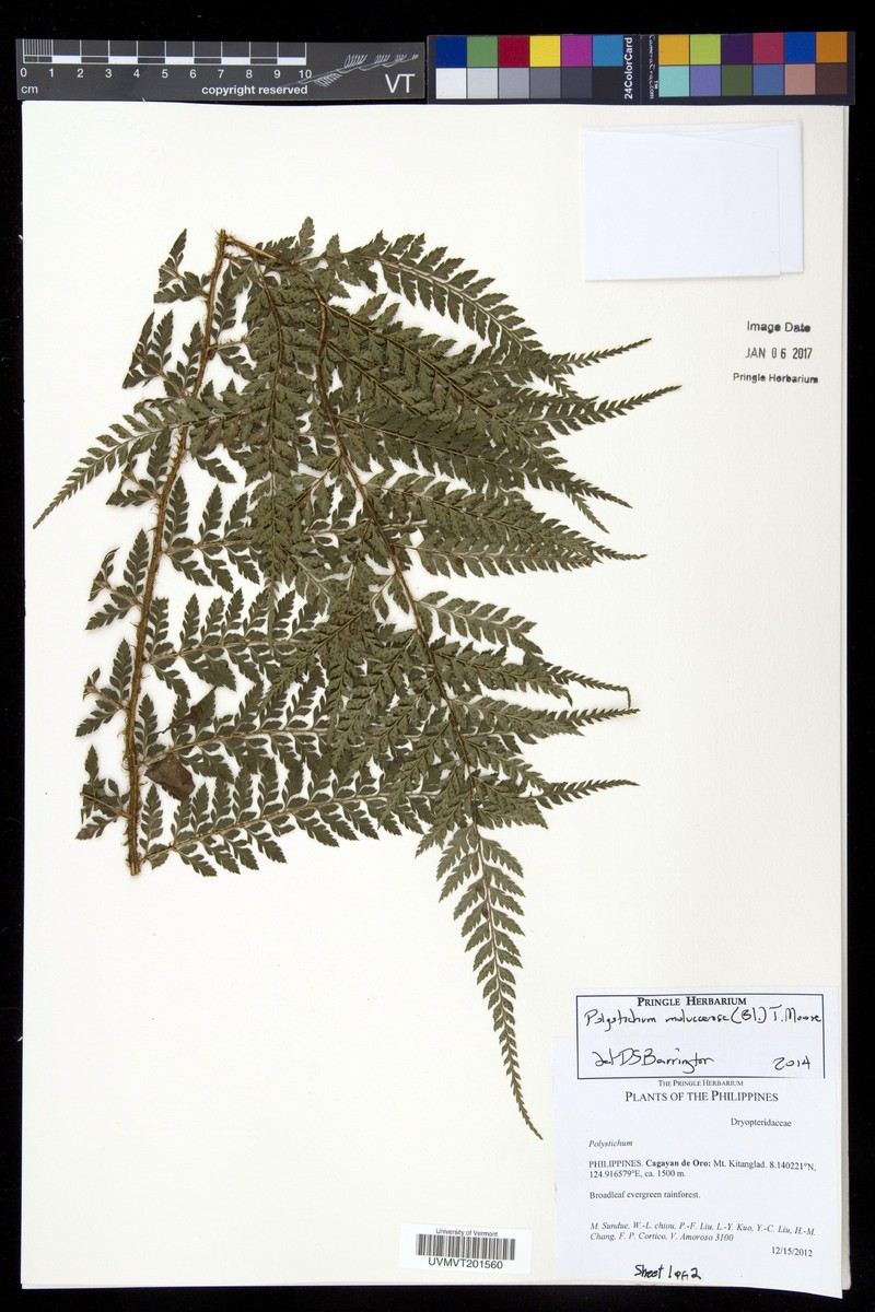 Polystichum mulunense photo 2
