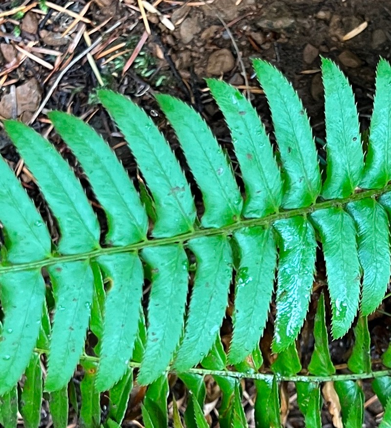 Western Swordfern photo 2