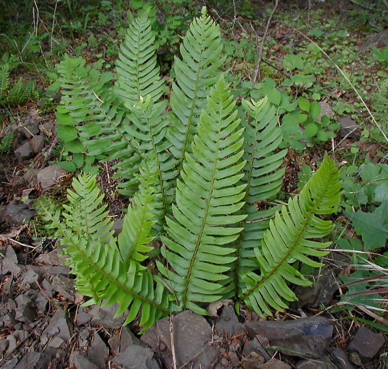 Western Swordfern photo 3