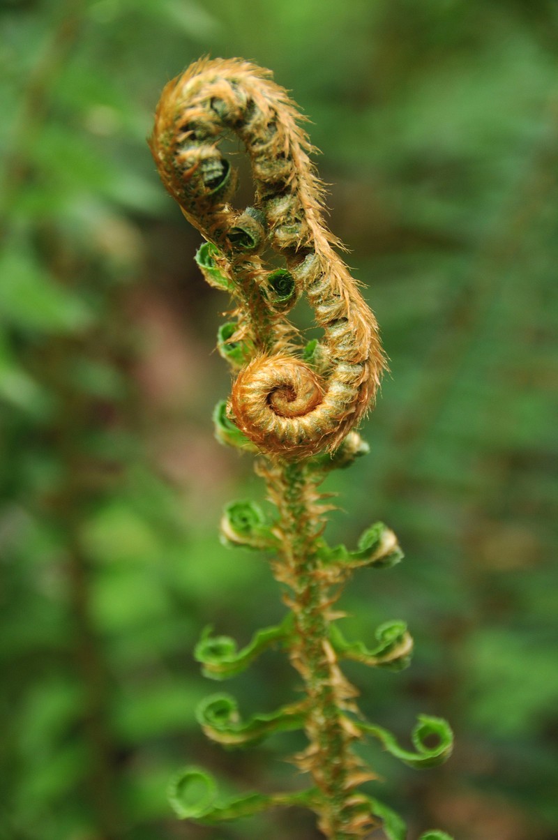 Western Swordfern photo 4