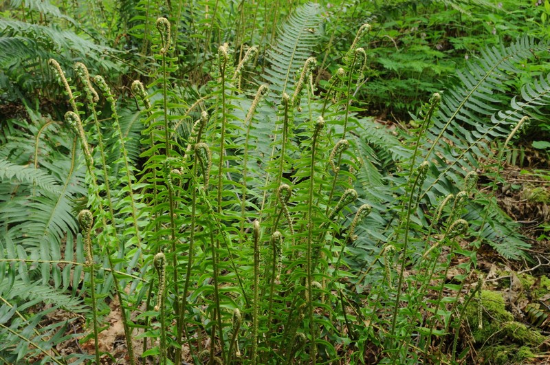 Western Swordfern photo 5