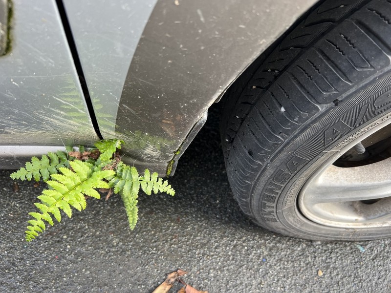 Western Swordfern photo 7