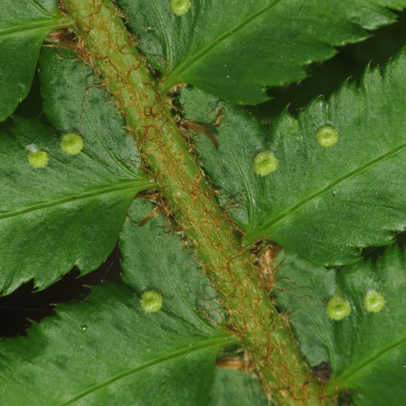 Western Swordfern photo 8