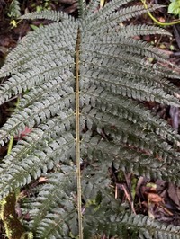 Polystichum muricatum