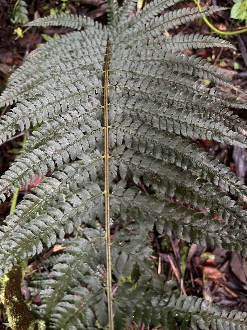 Polystichum muricatum