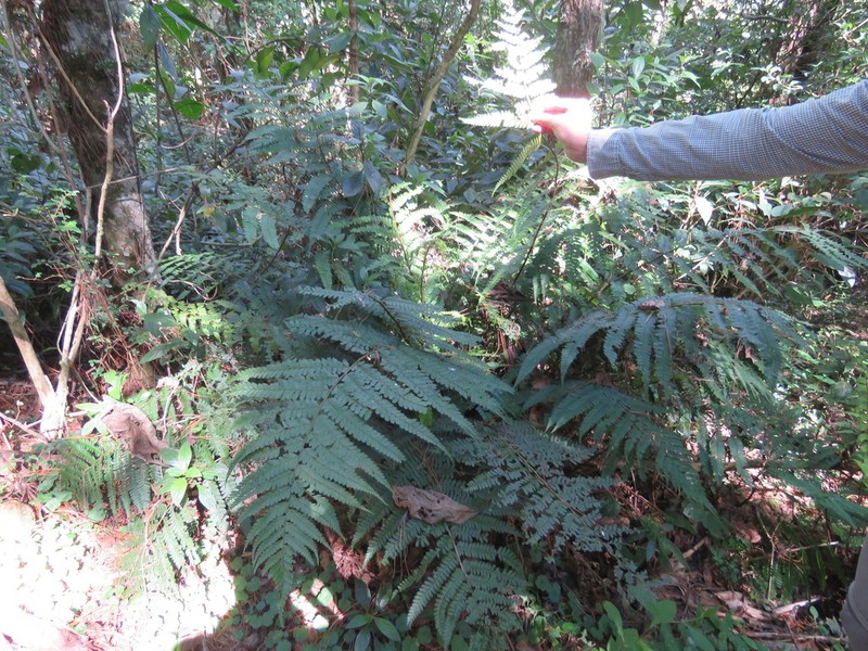 Polystichum muricatum photo 2