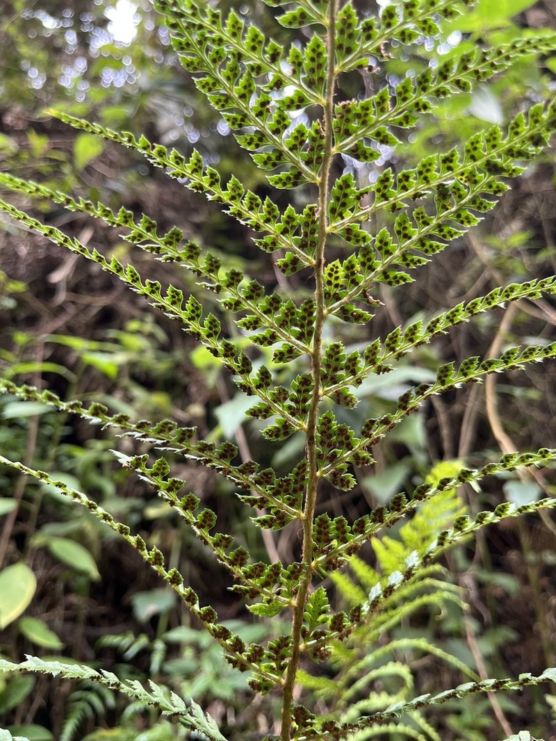 Polystichum muricatum photo 3