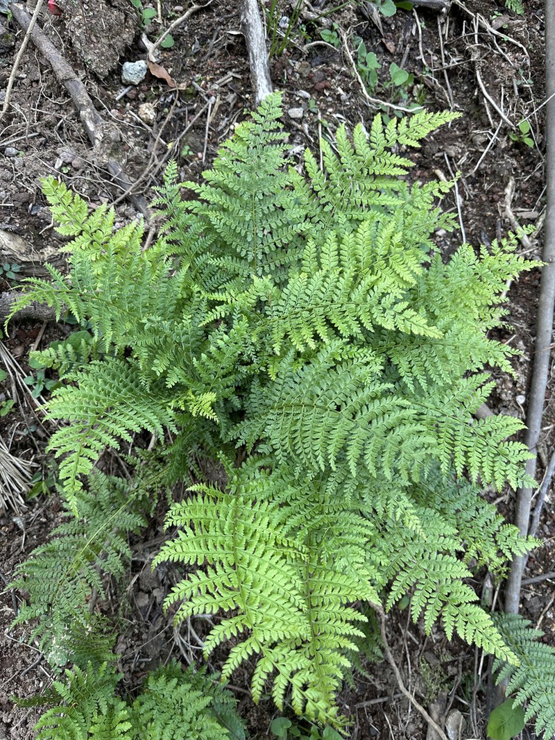Polystichum muricatum photo 4