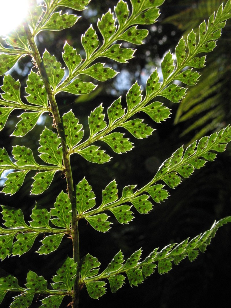 Polystichum muricatum photo 5