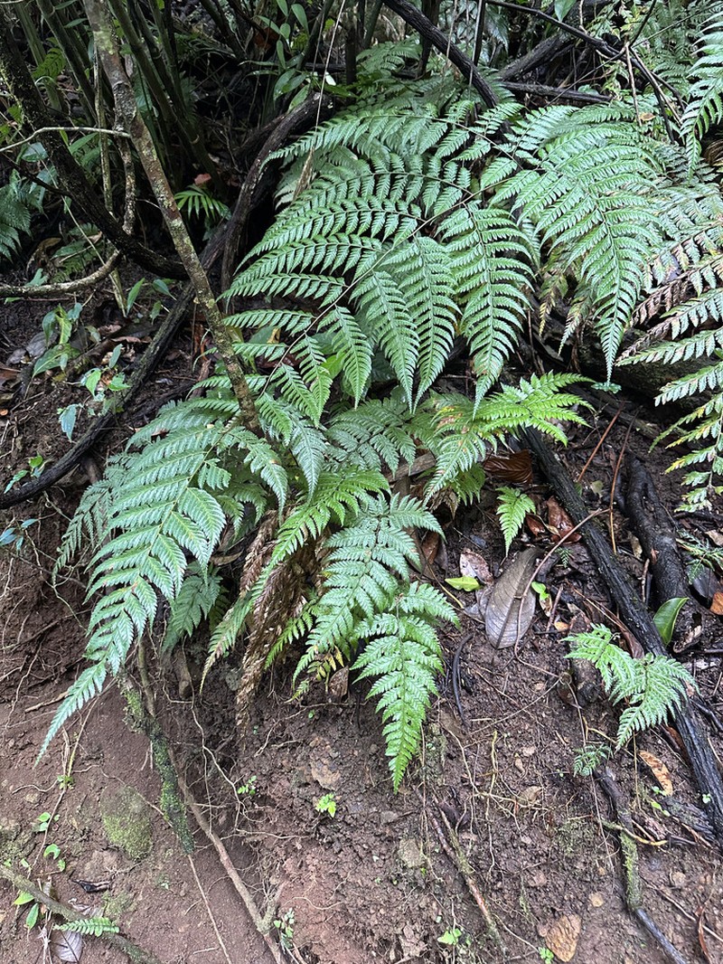 Polystichum muricatum photo 6