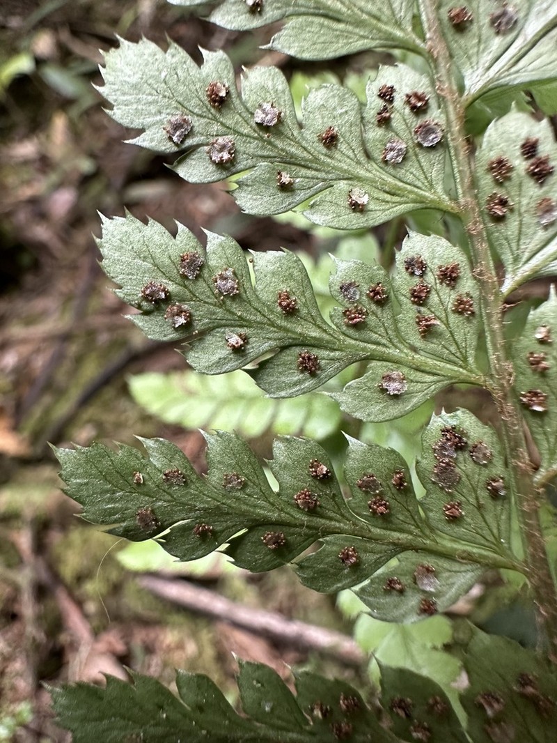 Polystichum muricatum photo 7