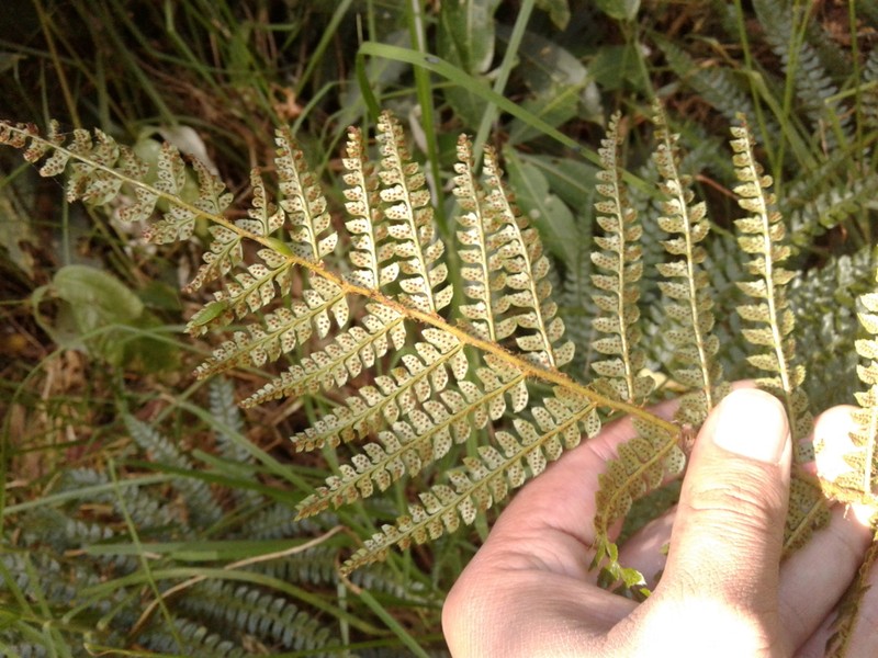 Polystichum muricatum photo 8