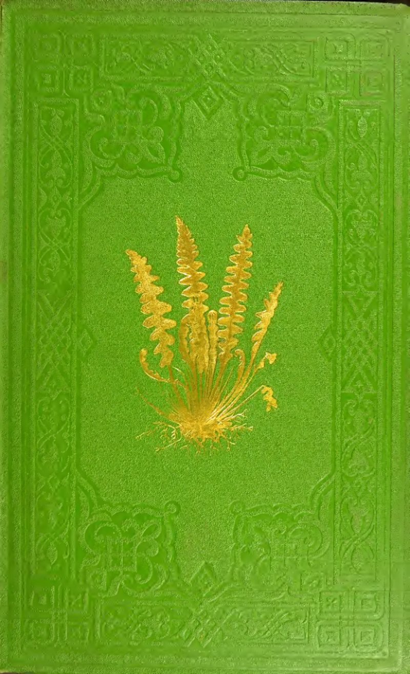 Polystichum muricatum