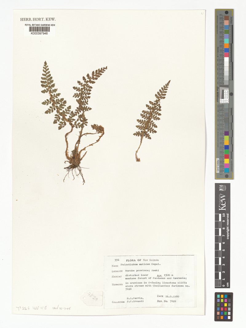 Polystichum muticum photo 2
