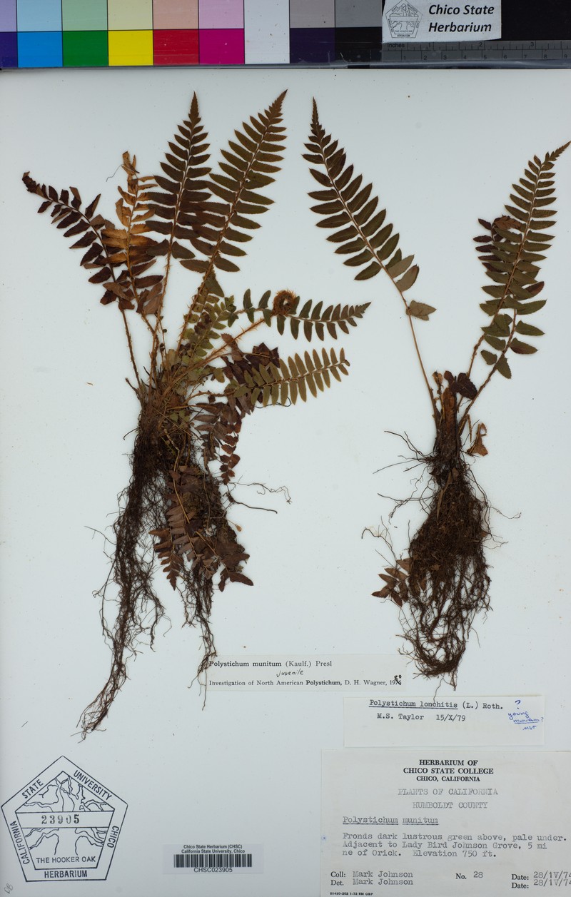 Polystichum muticum photo 3