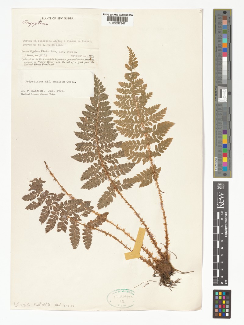 Polystichum muticum photo 4