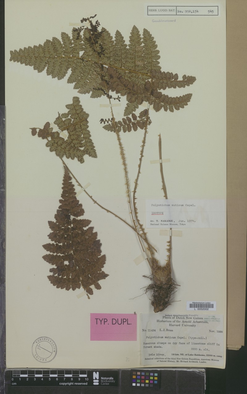 Polystichum muticum photo 5