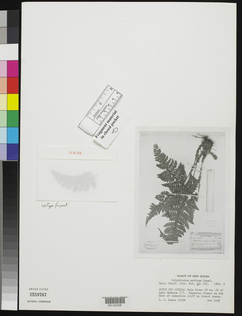 Polystichum muticum