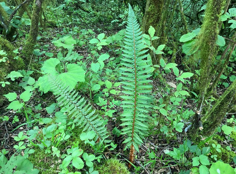Polystichum neolobatum