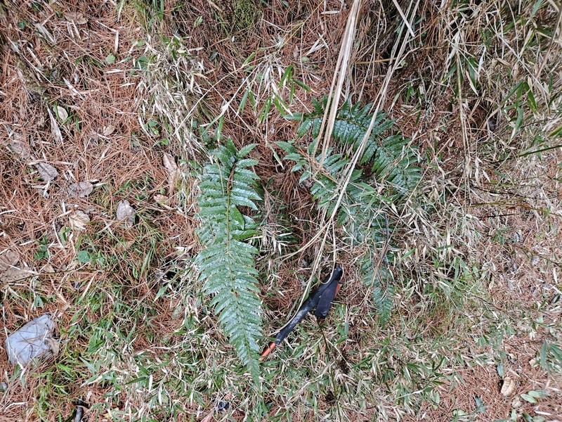 Polystichum neolobatum photo 2