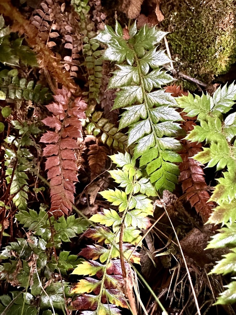 Polystichum neolobatum photo 3