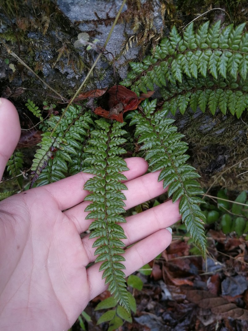 Polystichum neolobatum photo 4