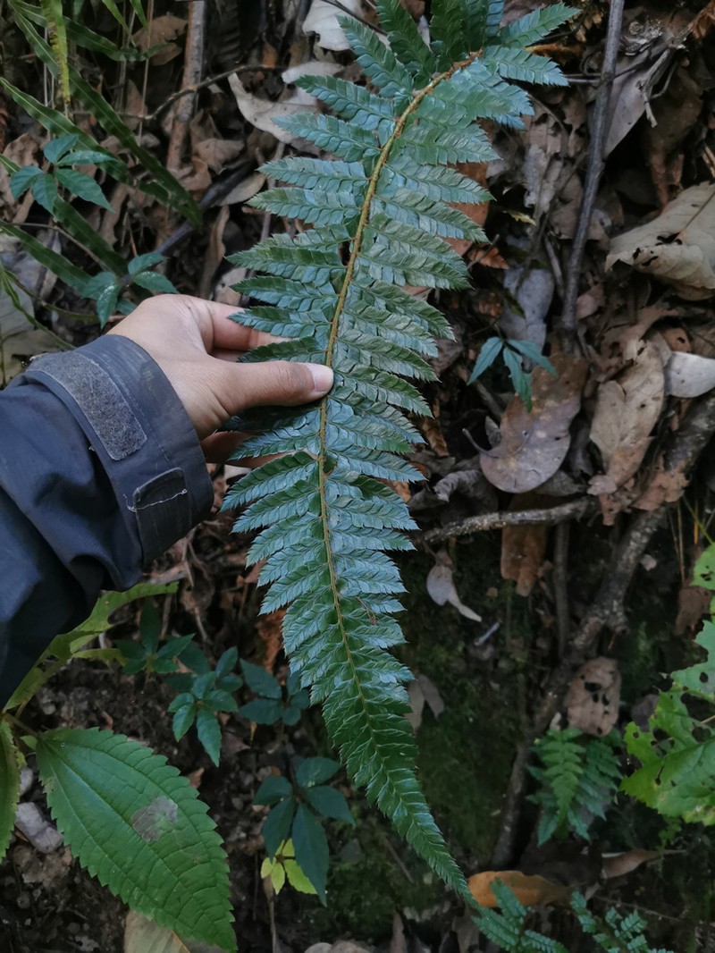 Polystichum neolobatum photo 5