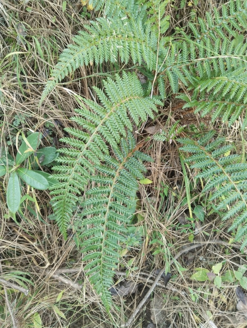 Polystichum neolobatum photo 6