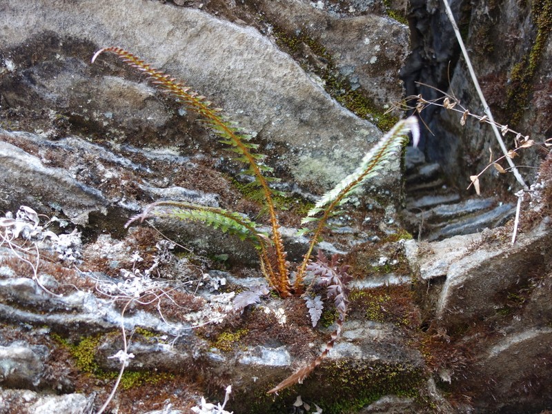 Polystichum neolobatum photo 7
