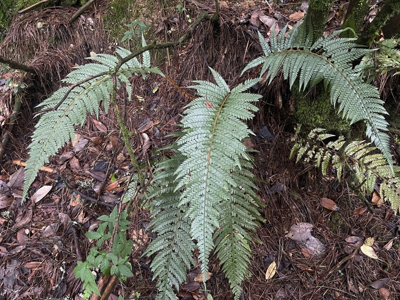 Polystichum neolobatum photo 8