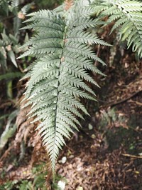 Polystichum neozelandicum