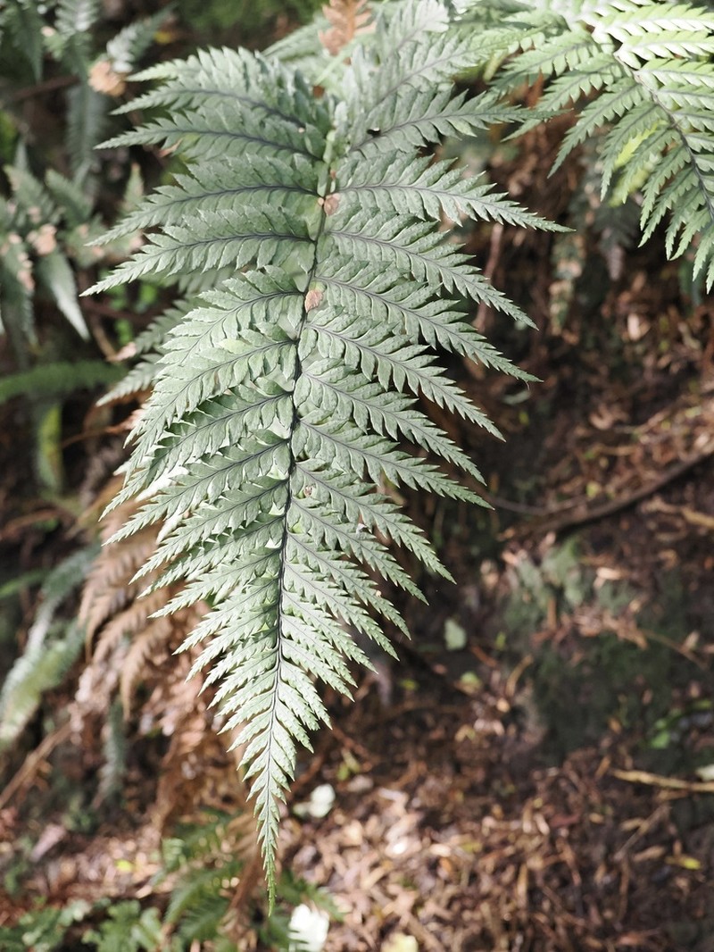 Polystichum neozelandicum
