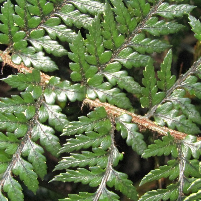 Polystichum neozelandicum photo 2