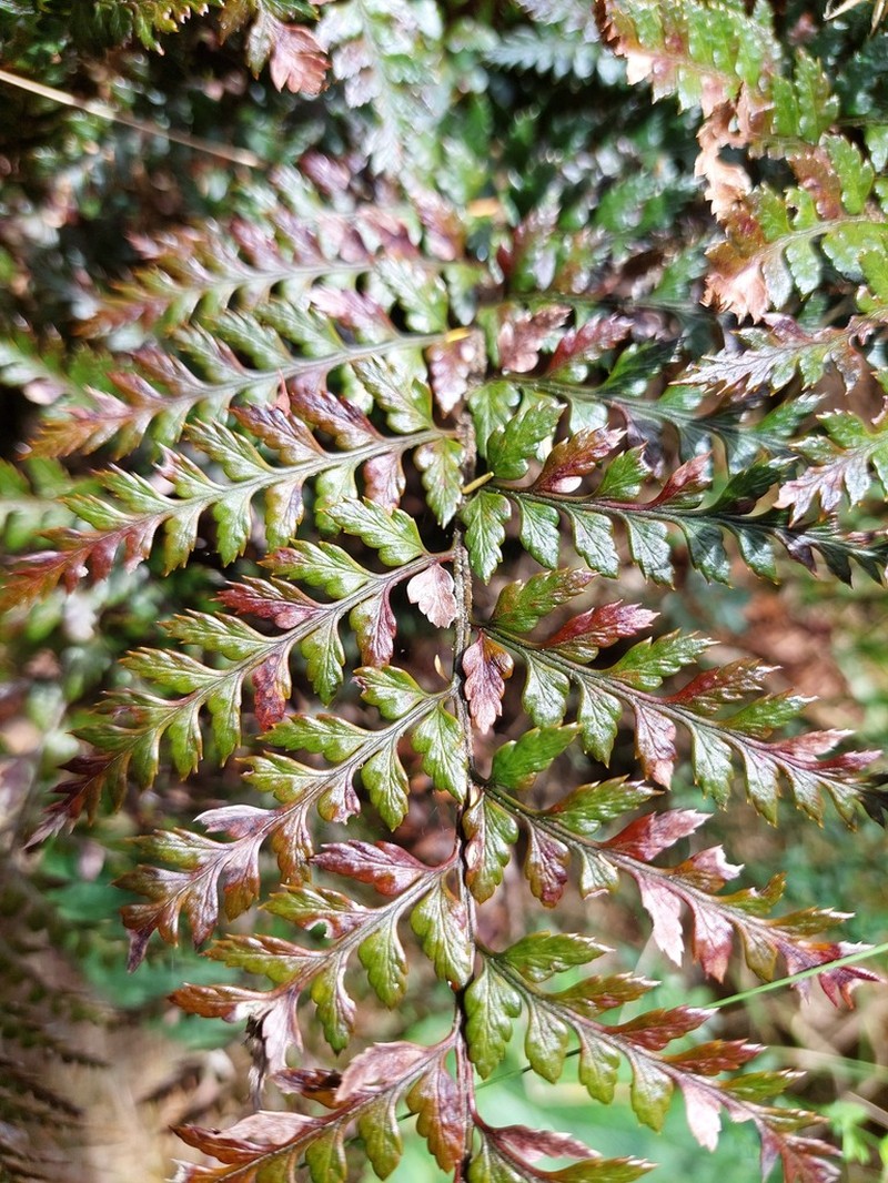 Polystichum neozelandicum photo 3