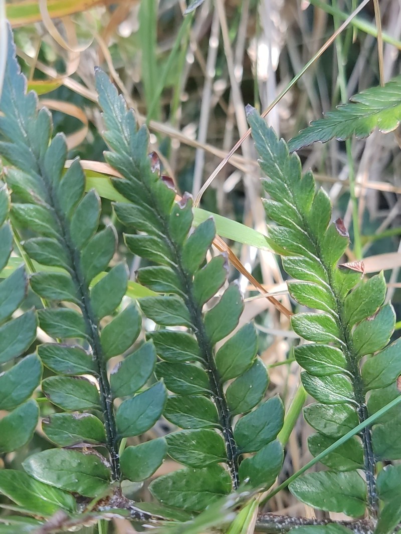 Polystichum neozelandicum photo 4