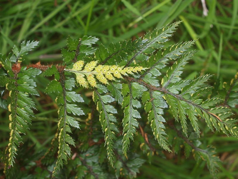 Polystichum neozelandicum photo 5