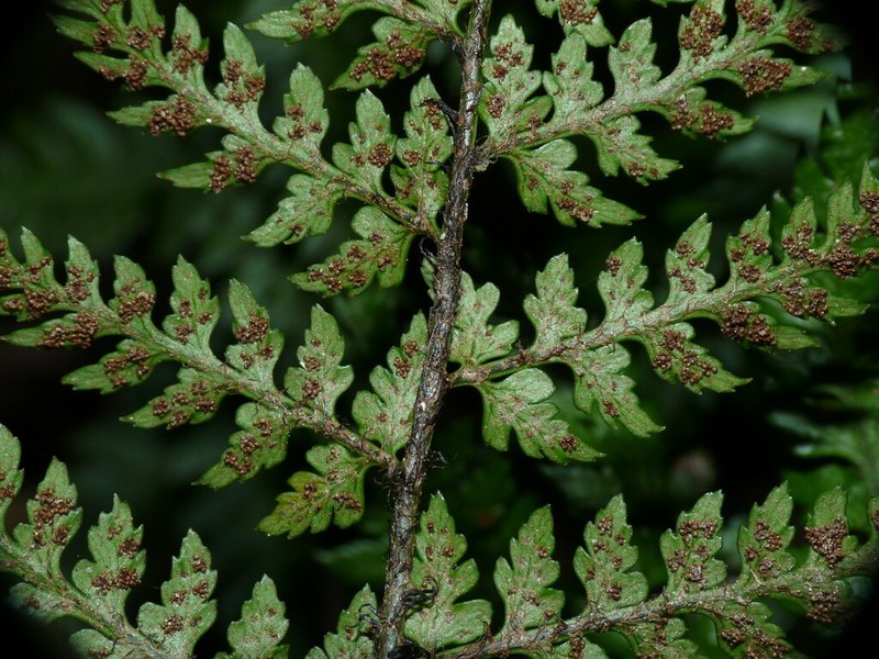 Polystichum neozelandicum photo 6