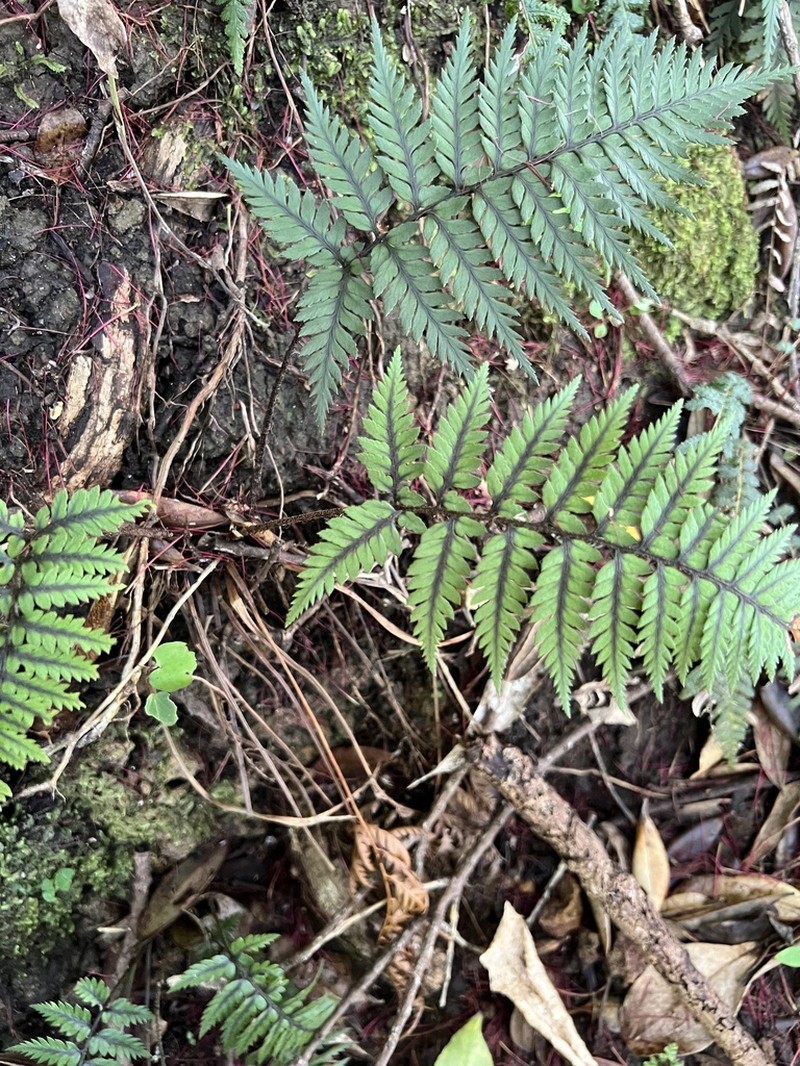 Polystichum neozelandicum photo 7