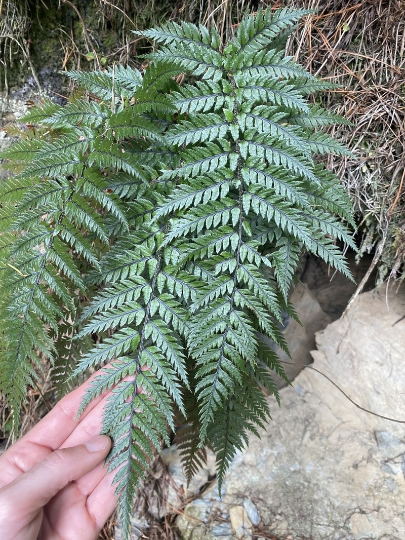 Polystichum neozelandicum photo 8