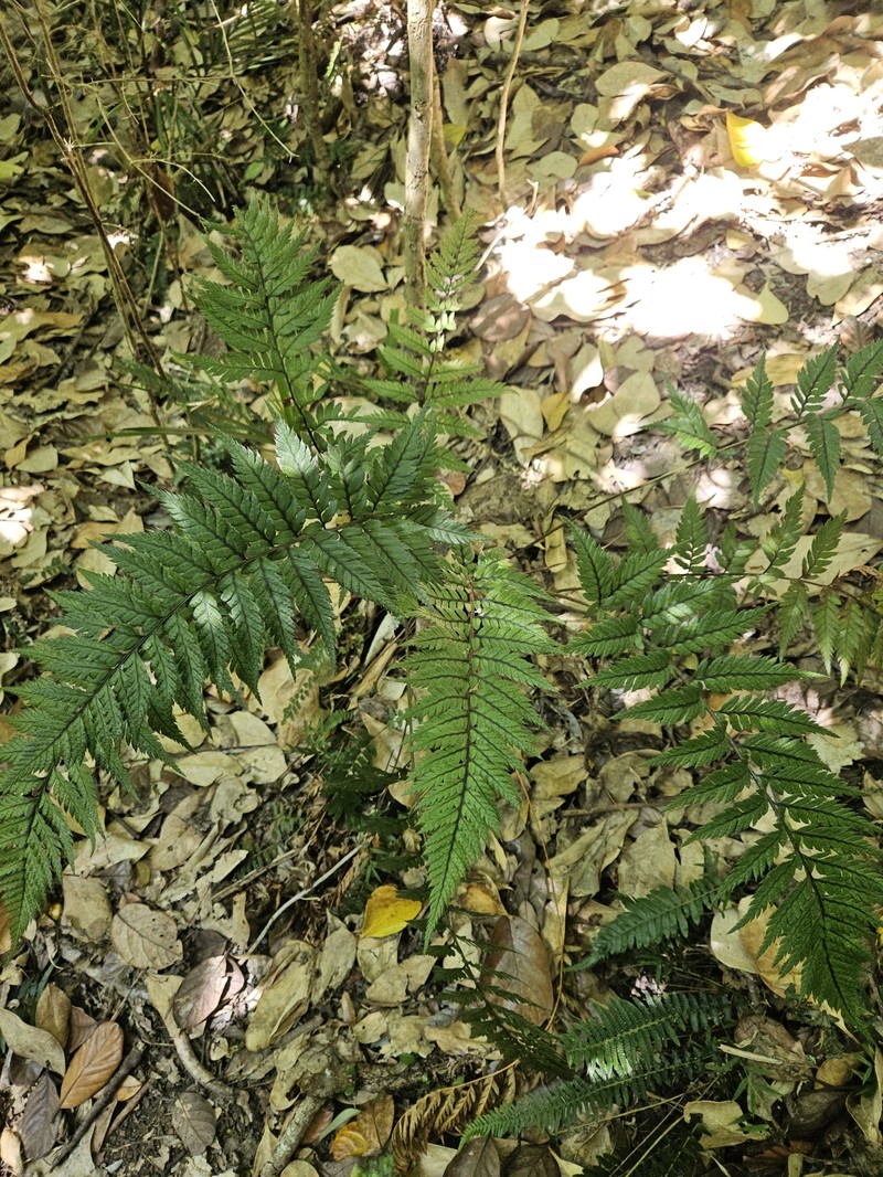 Polystichum neozelandicum subsp. neozelandicum