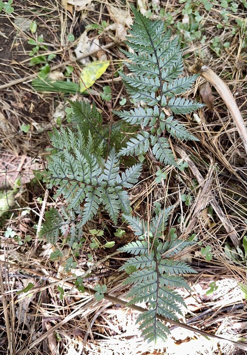 Polystichum neozelandicum subsp. neozelandicum photo 3